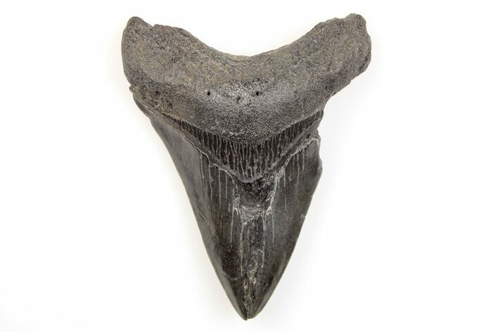Fossil Megalodon Tooth - South Carolina #171084